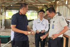 Rutan Kelas IIB Sidrap Lepas 100 Bibit Ayam Kampung Joper di Kandang SAE