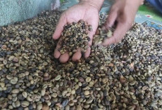 Menjelang Panen Raya, Harga Kopi di Empat Lawang Justru Turun, Petani Diliputi Cemas