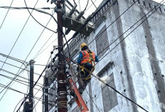 Strategi Preventif PLN Amankan Jaringan Listrik dari Potensi Gangguan Satwa di Bengkulu