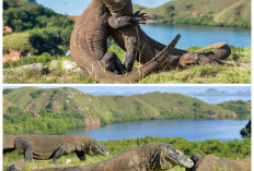 Jejak Sejarah Pulau Komodo, Dari Habitat Naga Purba hingga Destinasi Dunia
