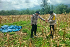 Polsek Kota Agung Panen Jagung Bersama Petani di Desa Tanjung Bulan
