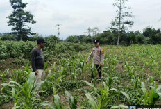 Ketahanan Pangan, Bhabinkamtibmas Briptu Andri Kusuma Pengecekan Tanaman Jagung di Desa Binaan