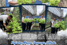 Dukung Pembinaan Kemandirian Warga Binaan, Lapas Lahat Lakukan Panen Selada 