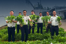 Panen Kangkung Capai 72,2 Kilogram, Rutan Kelas I Palembang Perkuat Program Ketahanan Pangan Nasional