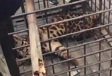 Kaget! Macan Dahan Masuk Rumah Warga Kota Lahat