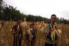 Dukung Program Swasembada Pangan, Polsek Merapi Lakukan Pengecekan Perkembangan Tanaman Jagung