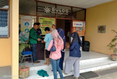 Tahun 2025 Bulog Lahat Serap 800 Ton Gabah Kering Panen dari Petani