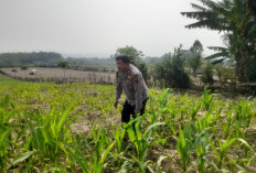 Bhabinkamtibmas Polsek Mulak Ulu Pantau Tanaman Jagung 1 Hektare di Desa Geramat