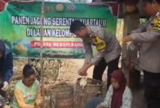 Panen Jagung 1 Hektare di Desa Tanjung Pinang, Polsek Merapi Barat Perkuat Ketahanan Pangan
