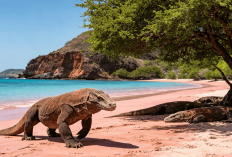 Wisata Komodo: Menjelajah Habitat Naga Komodo, Keindahan Pantai Pink, dan Pesona Alam NTT yang Luar Biasa