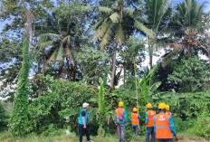 Tingkatkan Kualitas Tegangan, PLN ULP Lembayung Lakukan Peremajaan Konstruksi Jaringan di Pulau Pinang Lahat