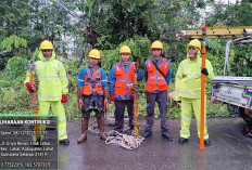 Tak Kenal Lelah, Para Petugas Yantek PLN ULP Lembayung Berjuang Memulihkan Jaringan Listrik di Kabupaten Lahat