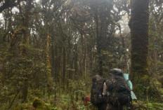Menembus Hutan Misterius, Mahasiswa UI Jelajahi Gunung Patah Selama 13 Hari