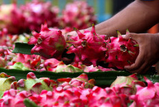 Dari Banyuwangi ke Pasar Lebih Luas, Petani Buah Naga Naik Kelas Berkat Program Klasterku Hidupku BRI