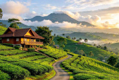 Puncak Bogor Menawarkan Kebun Teh dan Wisata Alam, Ini Pilihan Destinasi untuk Liburan Akhir Pekan