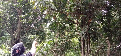 Lagi Musim Duku di Merapi Timur