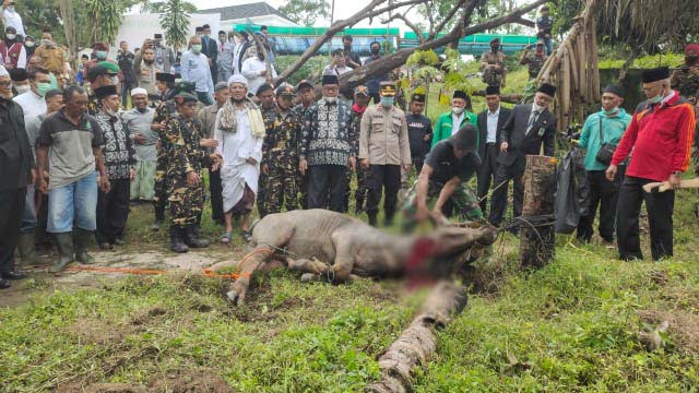 Kemenag Muara Enim Rayakan Ultah dengan Potong 3 Kerbau